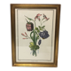 Gravure botanique