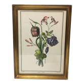 Gravure botanique