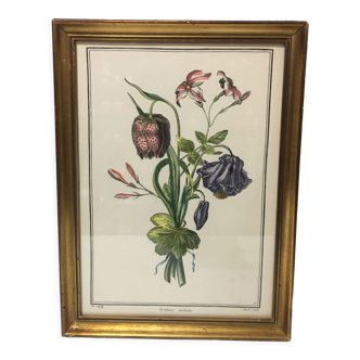 Botanical engraving