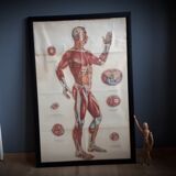 Anatomical poster