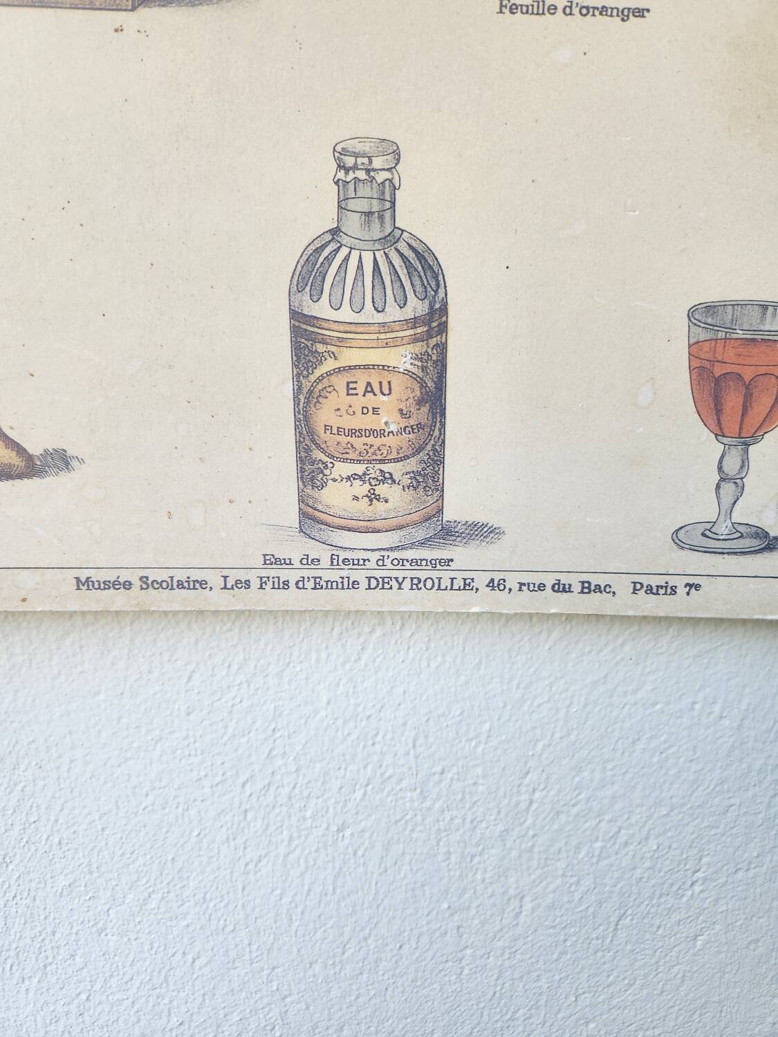 Affiche ancienne Deyrolle : l'orange