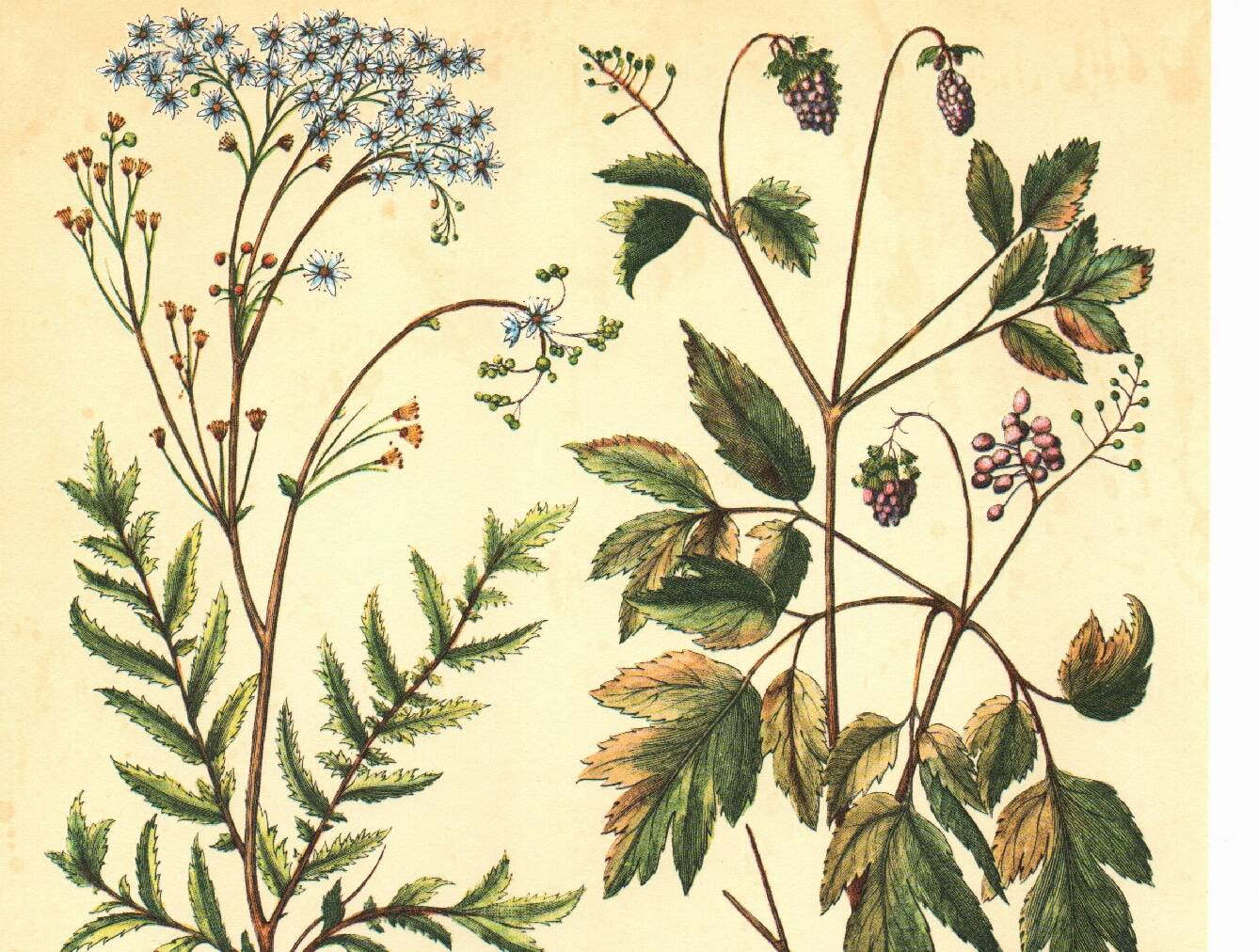 Old illustration 1959 - Filipendula. Botanical plate medicinal flower.