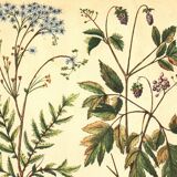 Old illustration 1959 - Filipendula. Botanical plate medicinal flower.