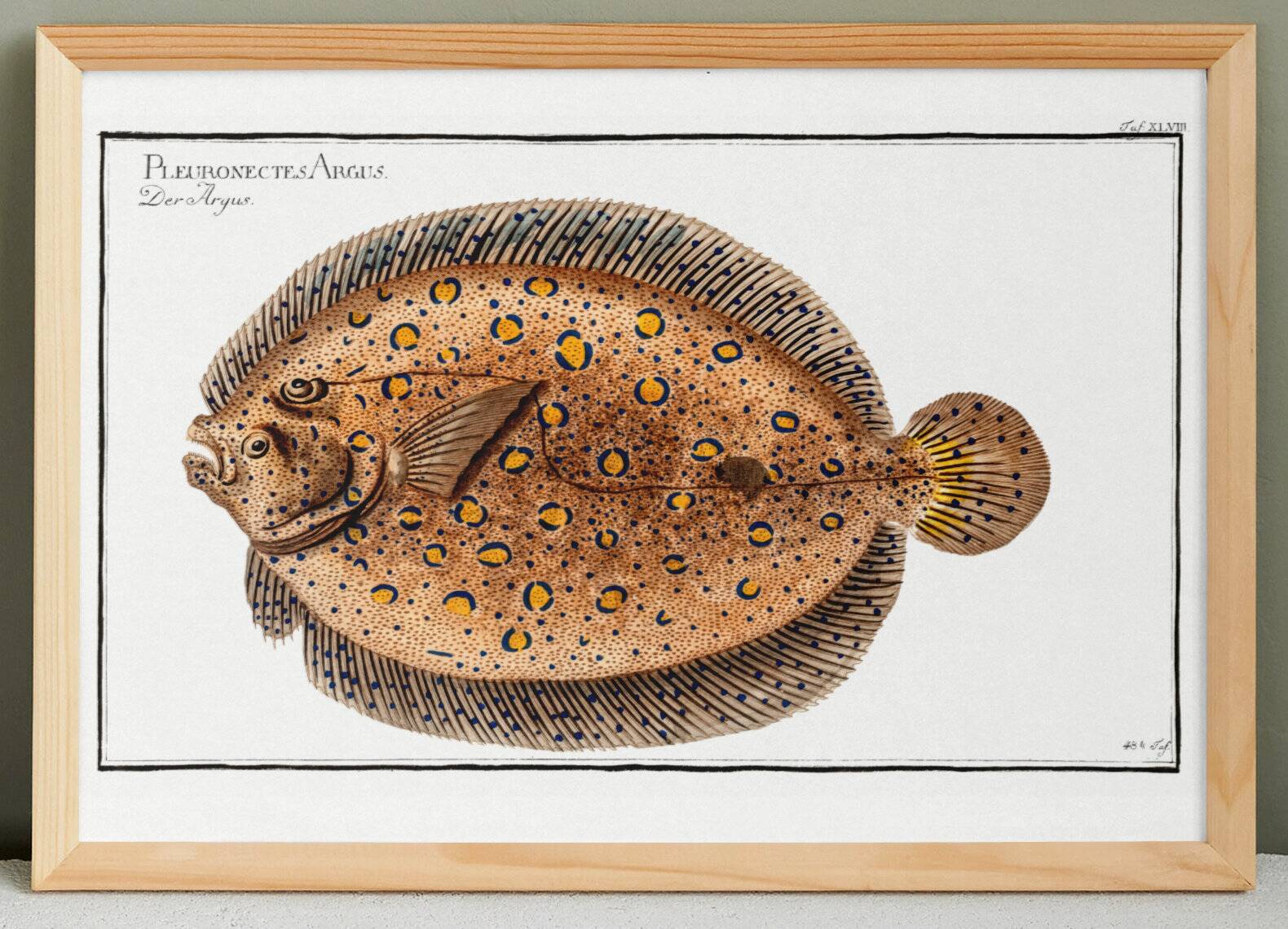Affiche sur le flet léopard, poisson, d’après une gravure ancienne de 1746.