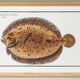 Affiche sur le flet léopard, poisson, d’après une gravure ancienne de 1746.