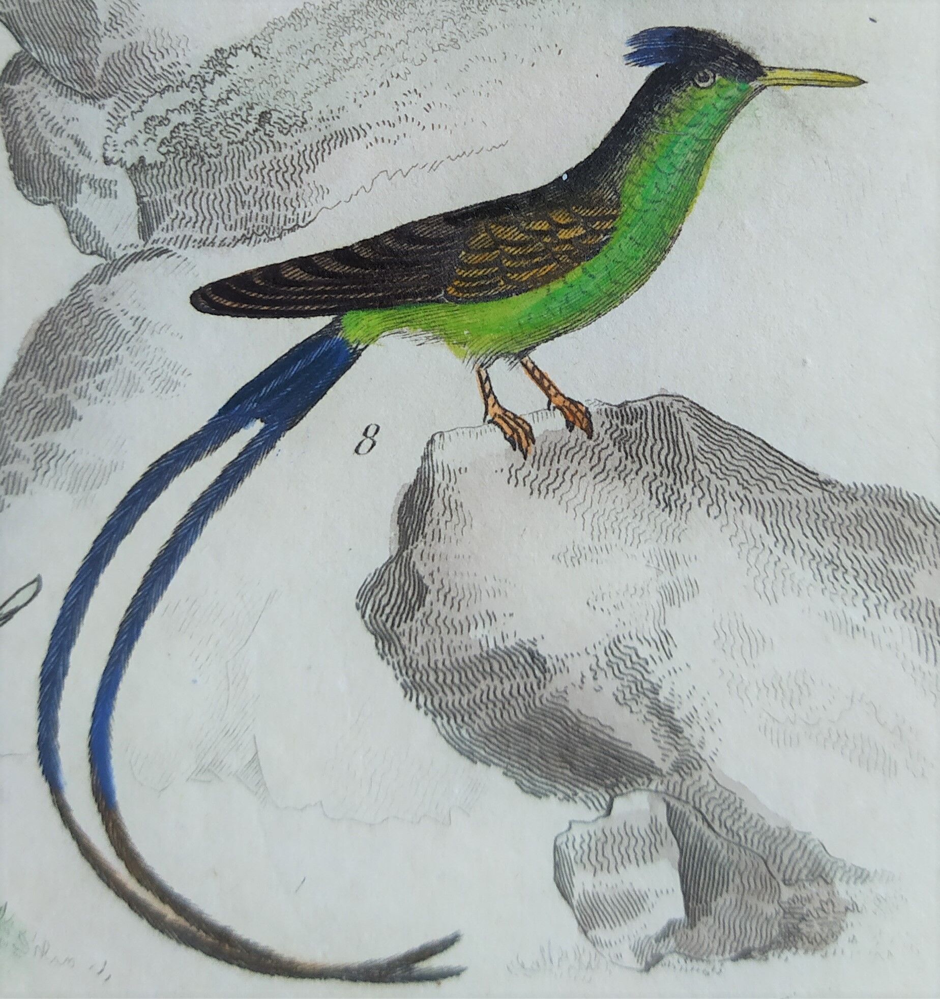 Original Ornithological Plate "Green Gold - Hoopoe - Ruby Topaz - &c..." Buffon 1836