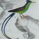 Original Ornithological Plate "Green Gold - Hoopoe - Ruby Topaz - &c..." Buffon 1836