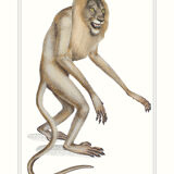 Lithograph engraving animal chimera - the mirilion