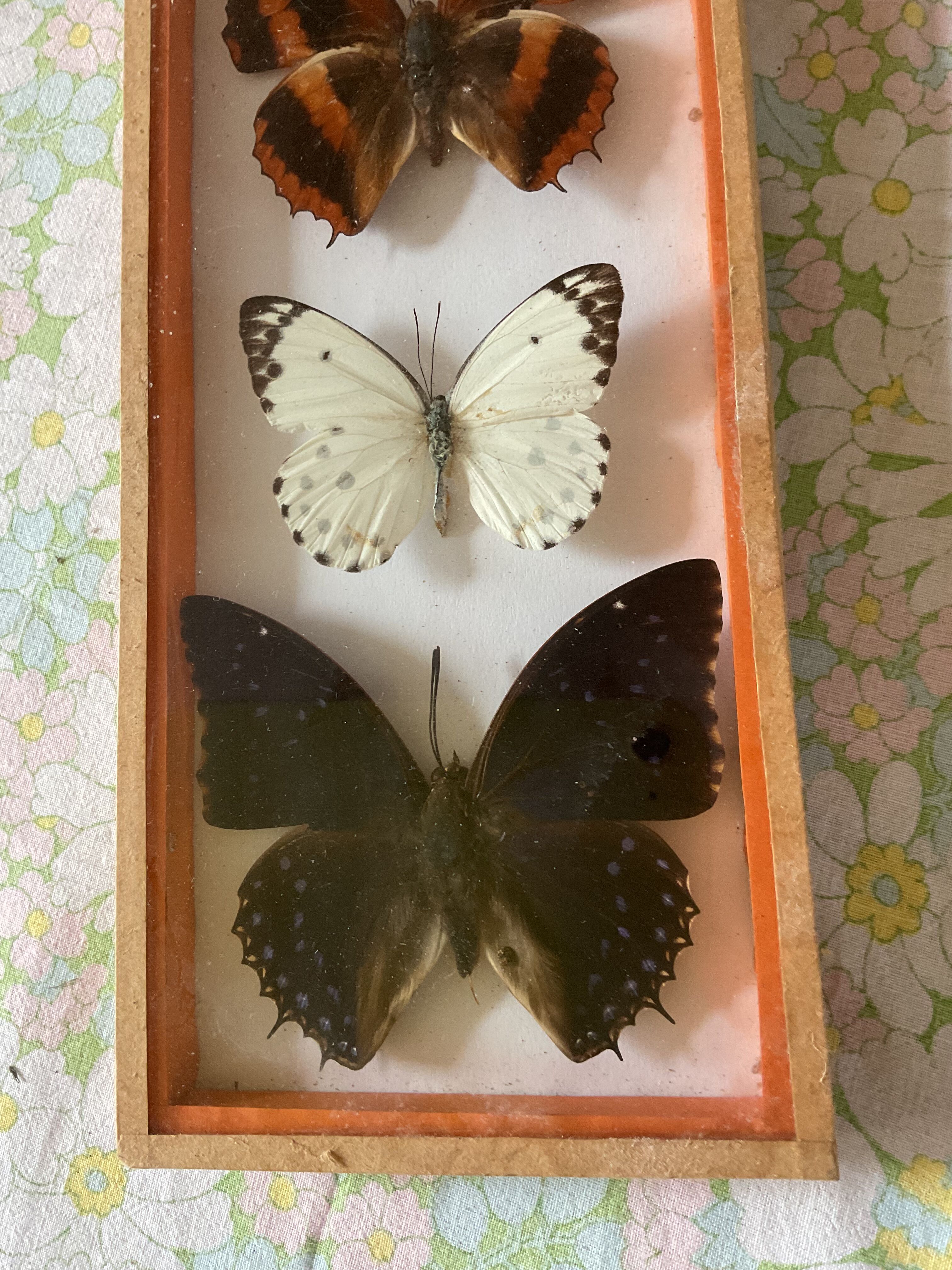 Frames naturalized butterflies taxidermies
