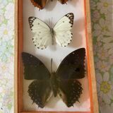 Frames naturalized butterflies taxidermies