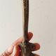 Antique wall coat rack, 19th century Art Nouveau style.