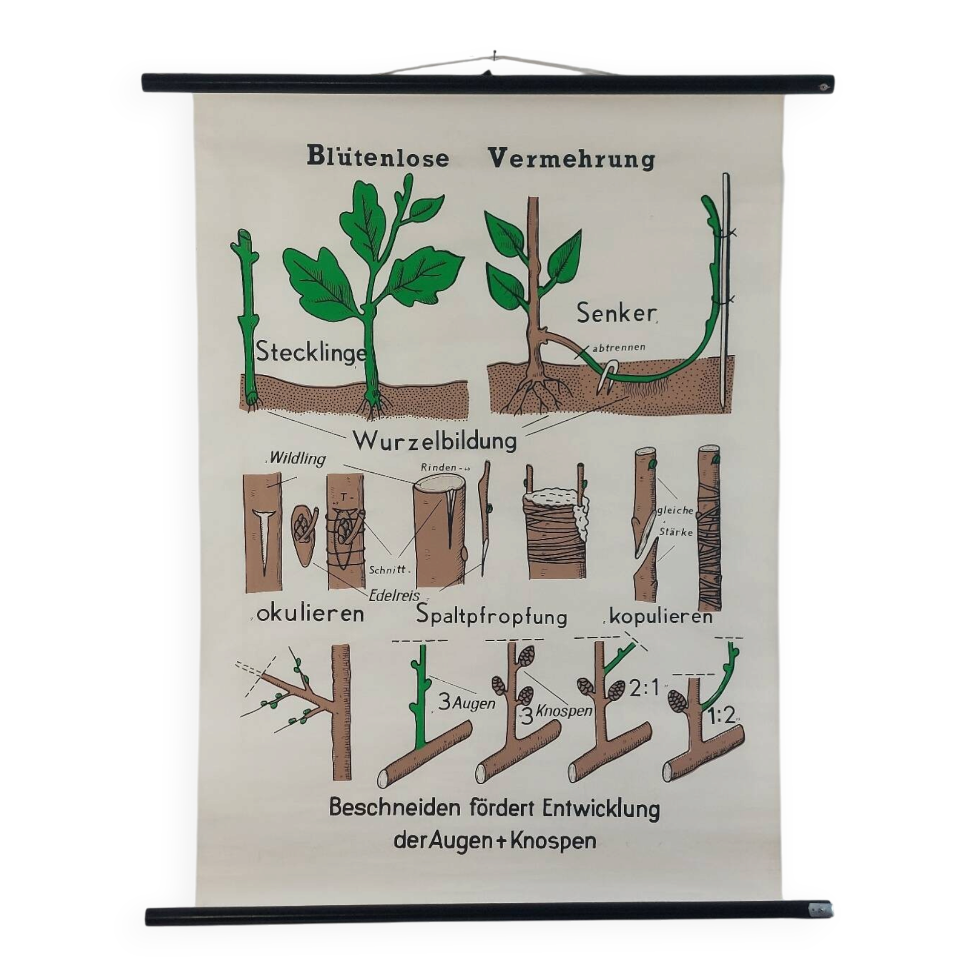 Vintage educational wall hanging roll chart biology plants