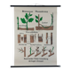 Vintage educational wall hanging roll chart biology plants