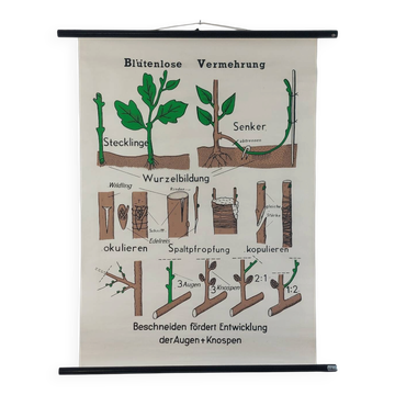 Vintage educational wall hanging roll chart biology plants