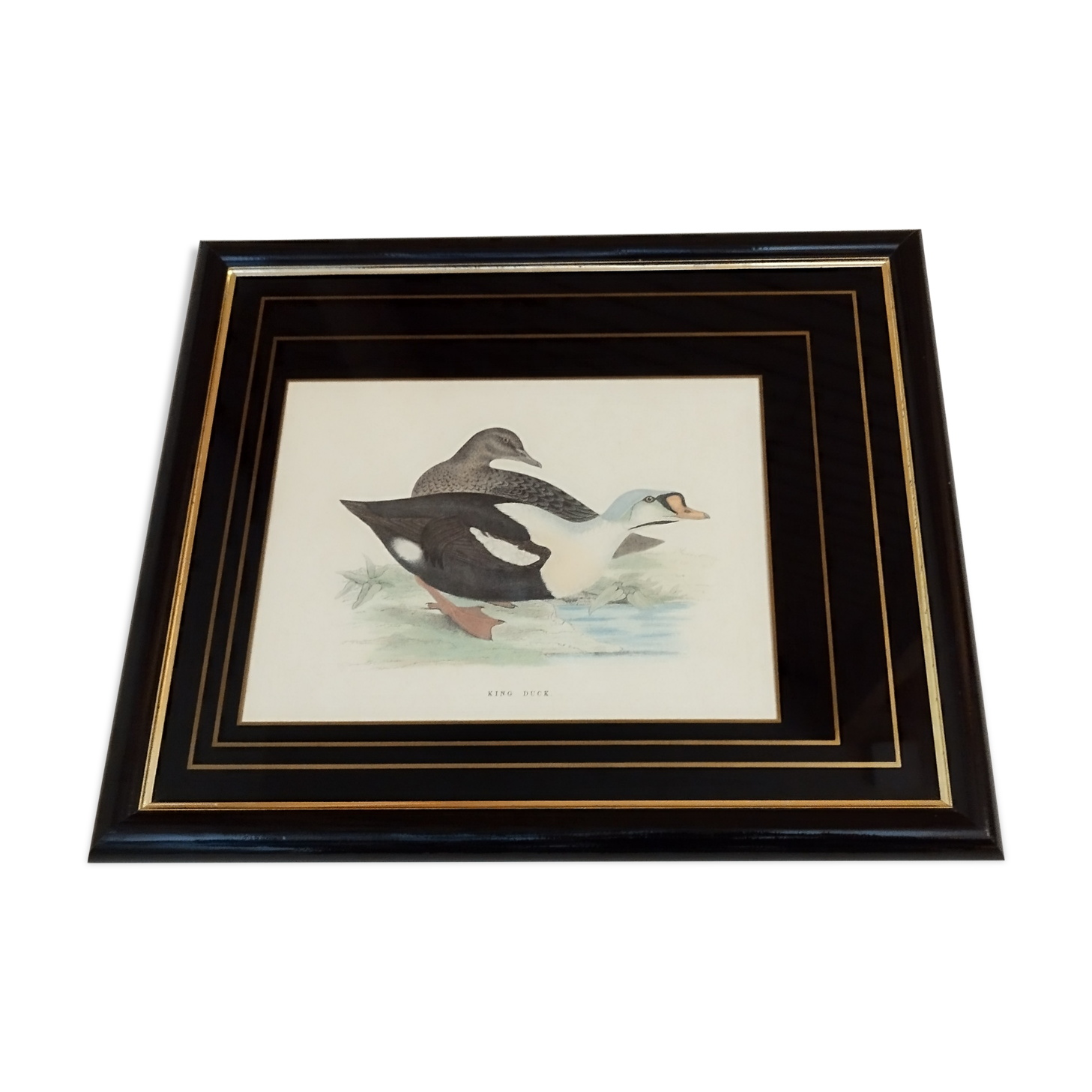 Royal duck engraving