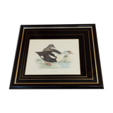 Gravure canard royal