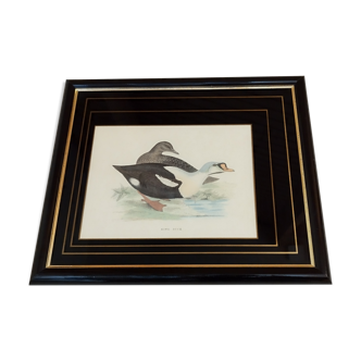 Gravure canard royal