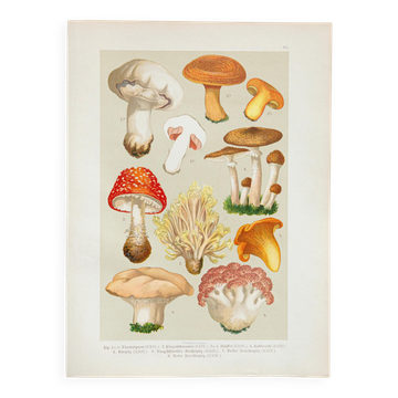 Vintage Botanical Illustration of Mushrooms, by E. Hochdanz, Stuttgart, Germany