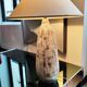 Ceramic lamp 60s - Aldo Londi - Bitossi - Italy