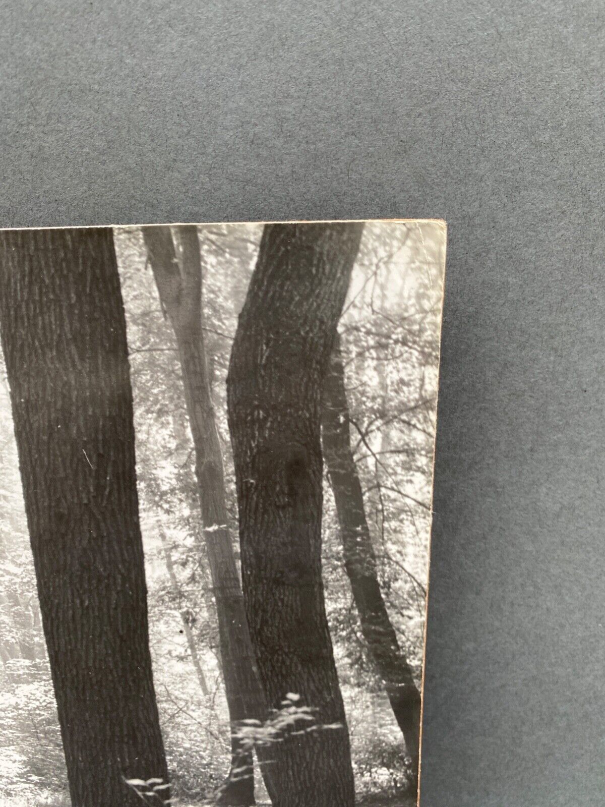 Photo film Bernard Darot Sunshine in the deciduous trees of the twentieth century