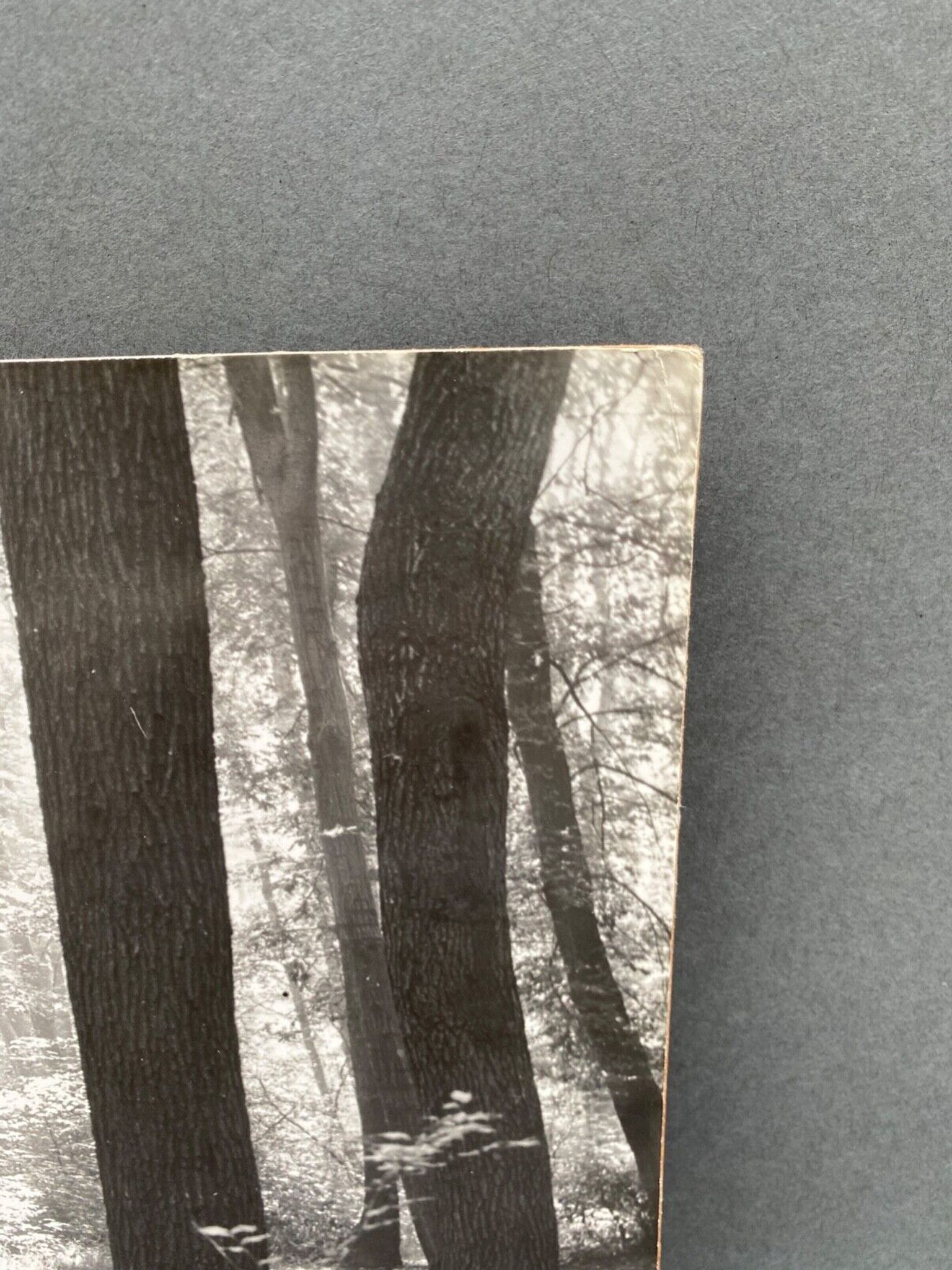 Photo argentique Bernard Darot Coulée de soleil dans les feuillus XXe