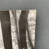 Photo argentique Bernard Darot Coulée de soleil dans les feuillus XXe