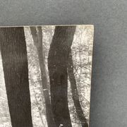 Photo argentique Bernard Darot Coulée de soleil dans les feuillus XXe