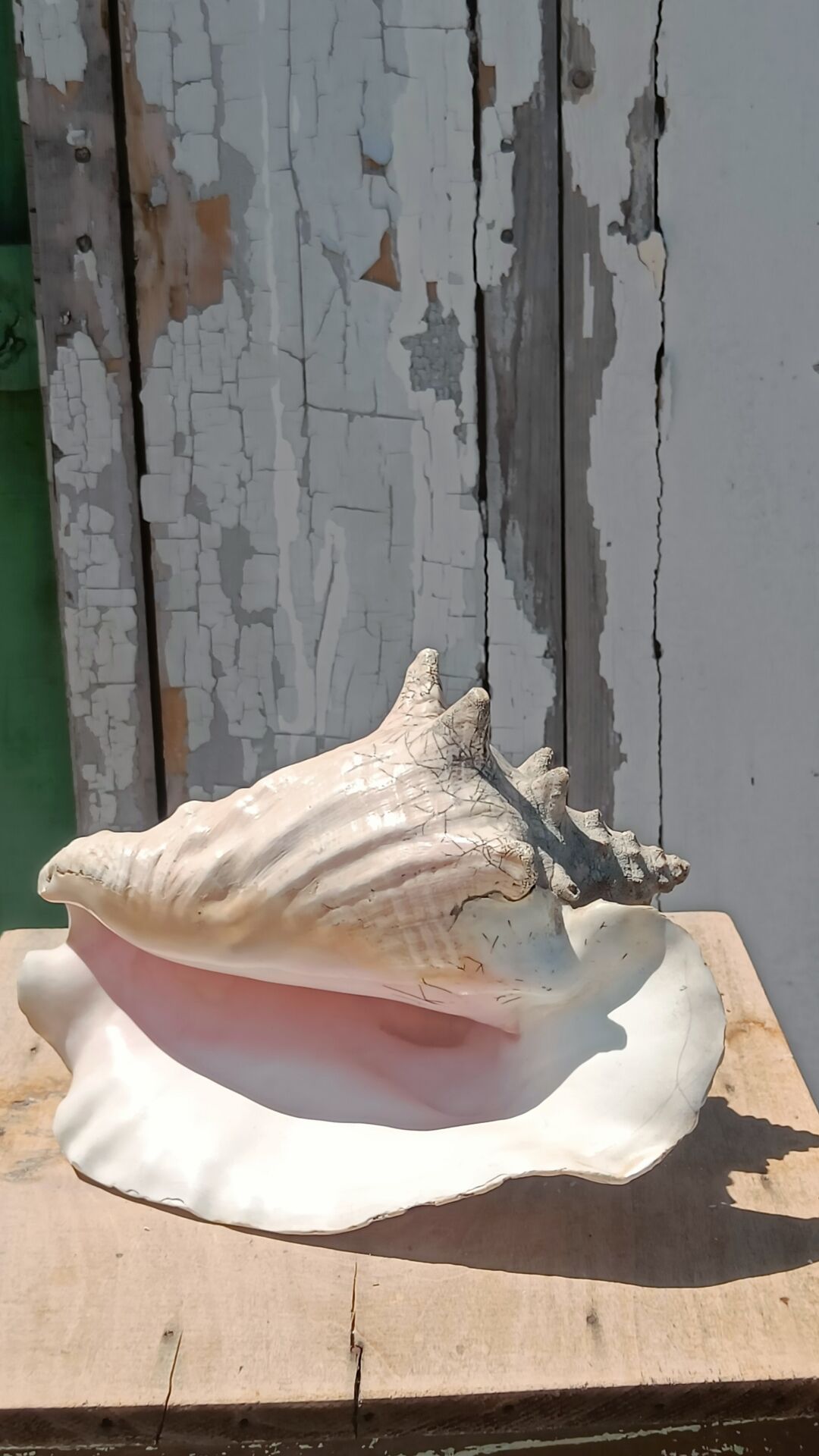 Coquillage conque  lambi