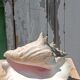 Coquillage conque  lambi
