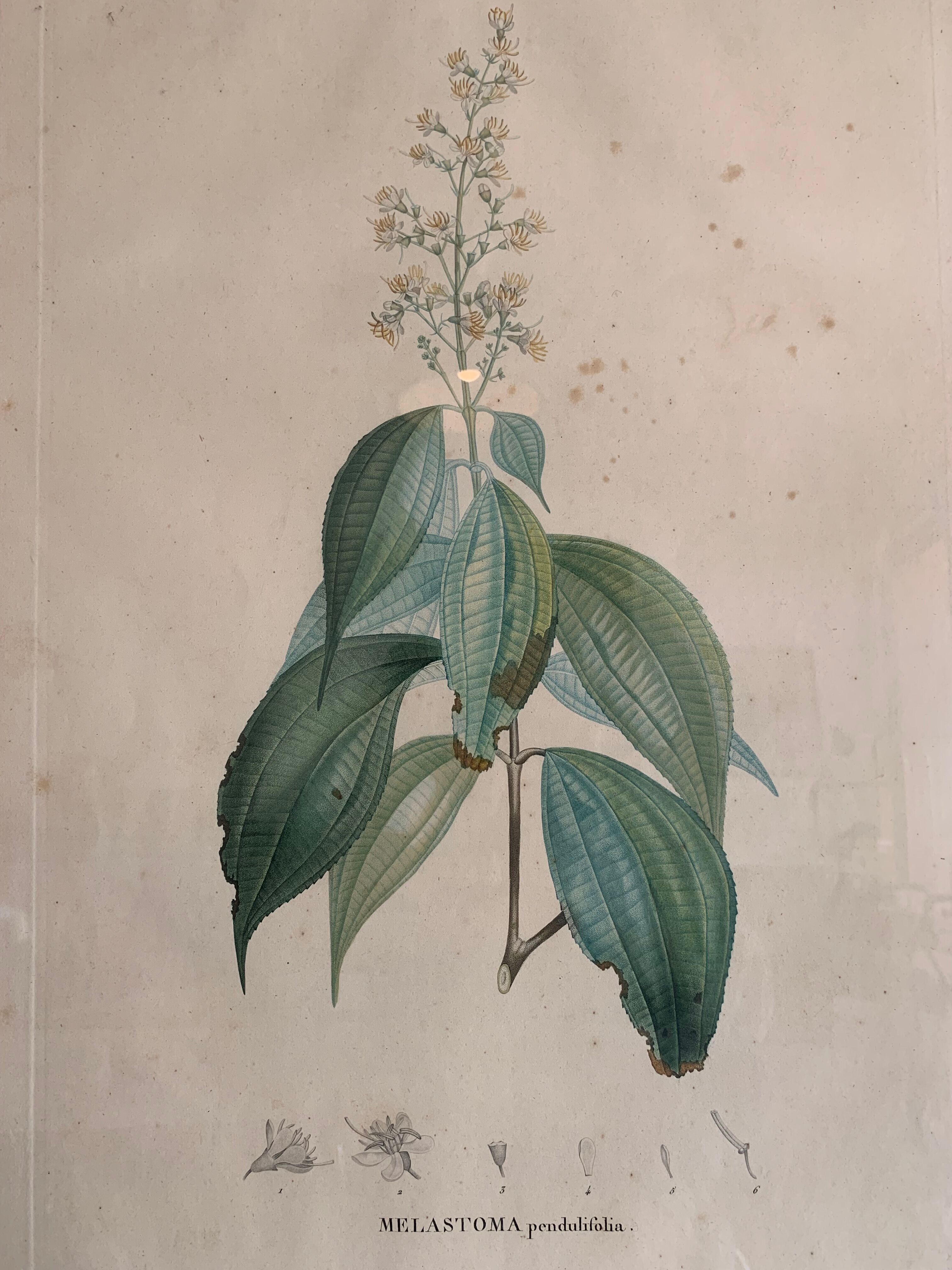 Cadres planches botanique vintage