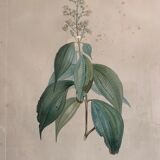 Cadres planches botanique vintage