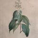 Vintage botanical boards frames