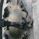 Pair of black wrought iron wall sconces - neo-Gothic style - from the 1950s