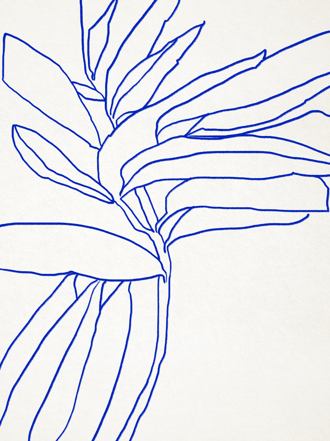 Illustration botanique, A3