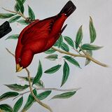 Bird lithograph "haematospiza sipahi" by j. gould & hc richter