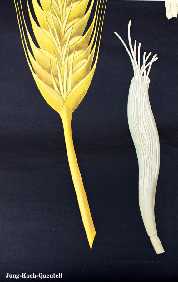 Wall poster of the school from Jung-Koch-Quentell "parasite of the grain" 1972