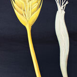 Affiche murale de l’école de Jung-Koch-Quentell "parasite du grain" 1972