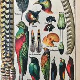 Old Feather Boards