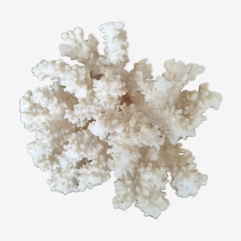 small coral