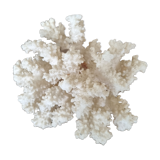 small coral