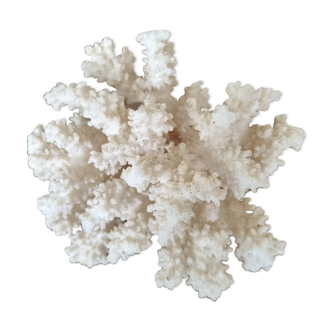 small coral