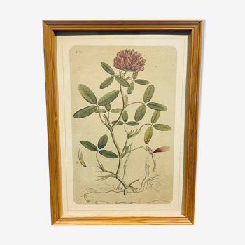 Framed botanical board, clover from near