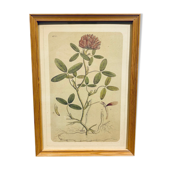 Framed botanical board, clover from near