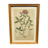 Framed botanical board, clover from near