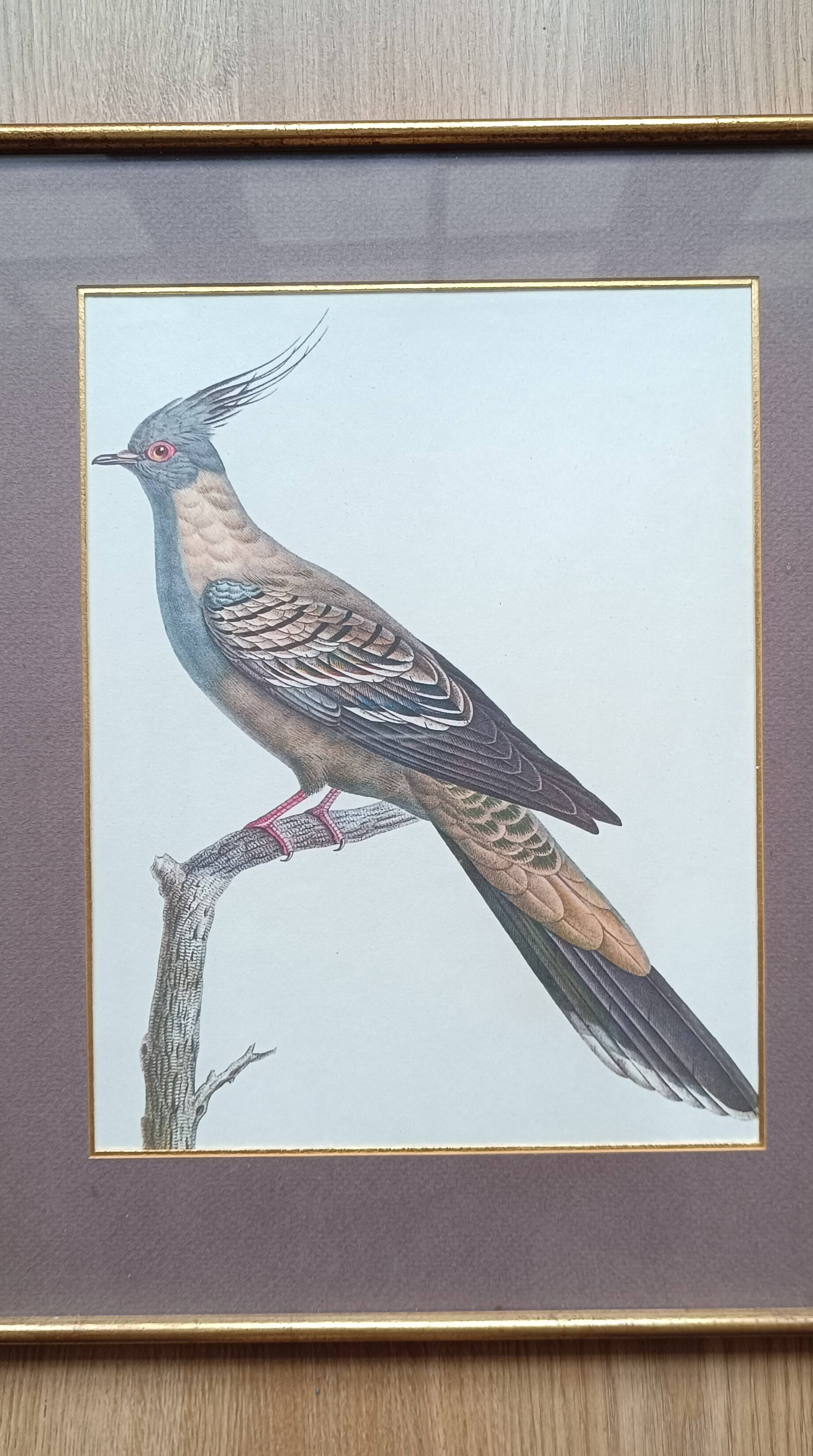 Set of 2 old bird frames, vintage ornithological paintings