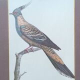 Set of 2 old bird frames, vintage ornithological paintings