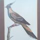 Set of 2 old bird frames, vintage ornithological paintings