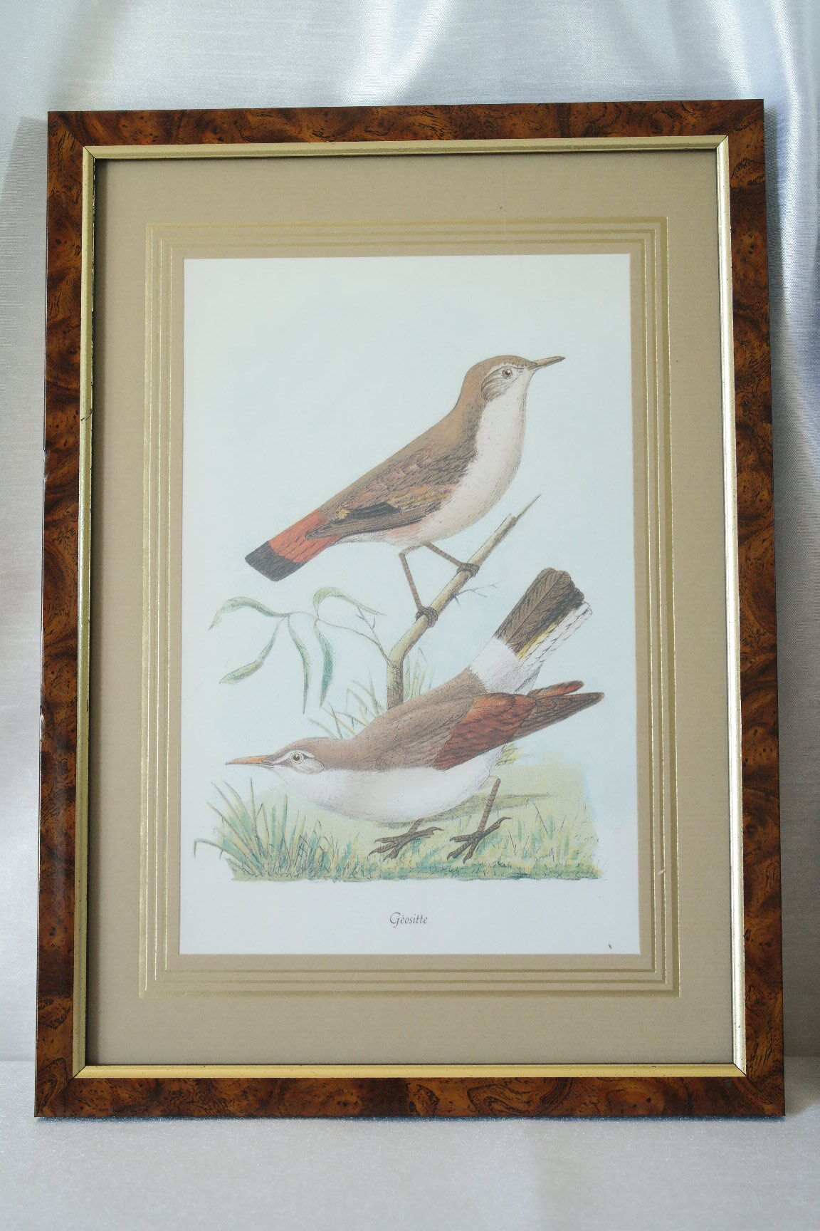Pair of framed bird engravings