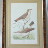 Pair of framed bird engravings