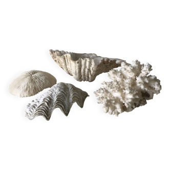 Lot of old shells